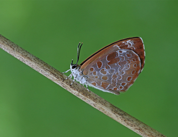 Harvester adult recently eclosed